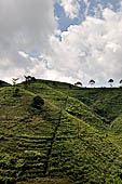 Plantations on steep slopes of the Mount Lawu. 